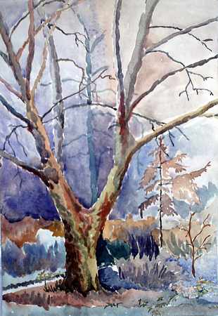plane_tree_2.jpg
