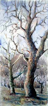 plane_trees.jpg