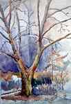 plane_tree_2.jpg