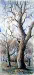 plane_trees.jpg